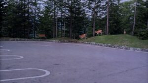 おはようございます