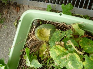 メロンがカラスに…