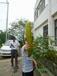 きゅうりは、こんなに大きくなるんだなぁ