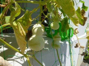 葉っぱの色が秋の色になってきました。水不足かも?