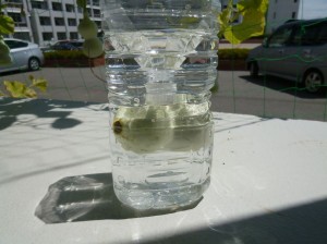 ひょうたん製造中