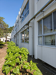 はりまの四季　【はるかのひまわり①】　6月１２日（金）