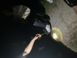 ホタル鑑賞会