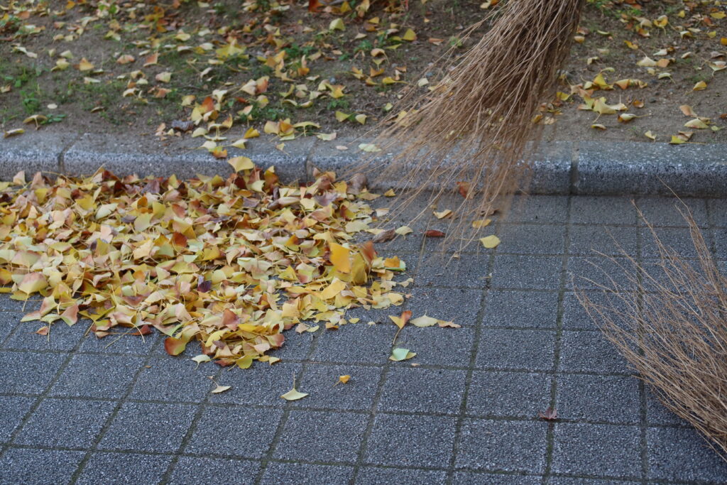 落ち葉掃き