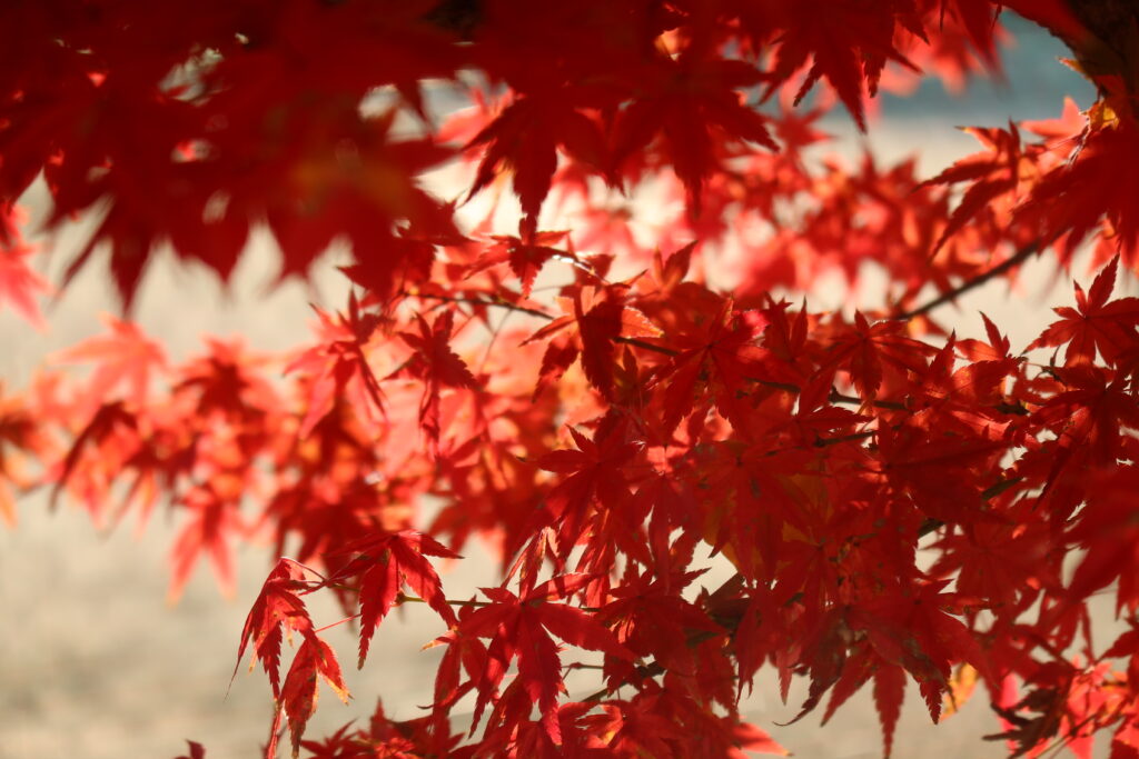 紅葉