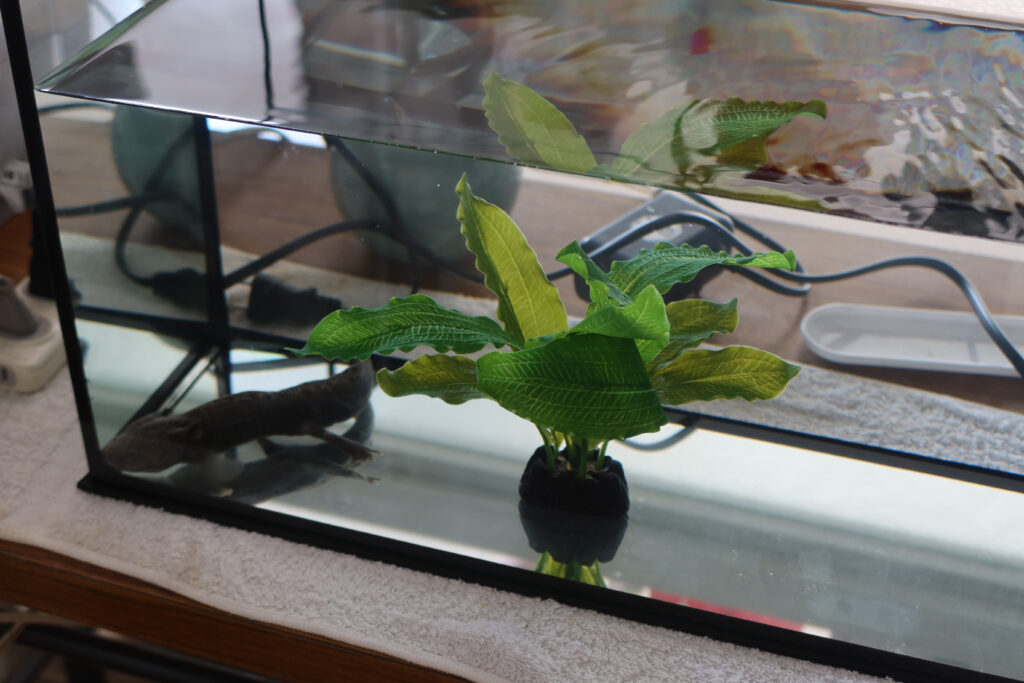 ウーパールーパー