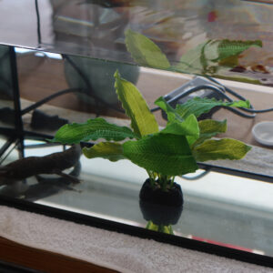 ウーパールーパー