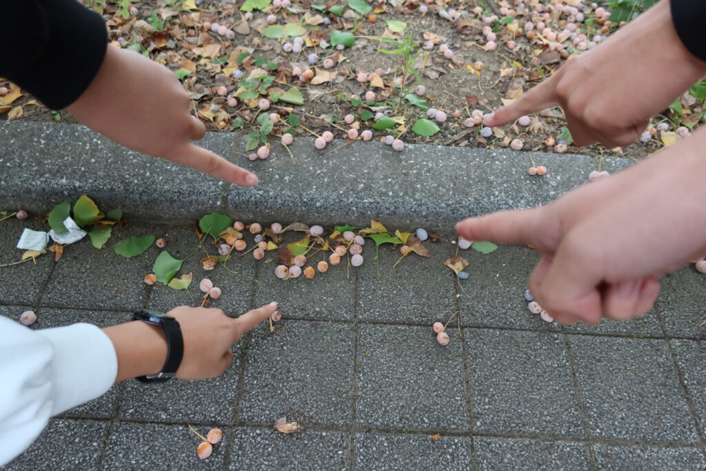 銀杏(ギンナン)