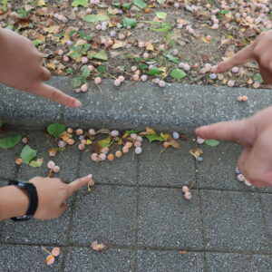 銀杏(ギンナン)