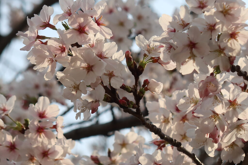 今日の西高とは