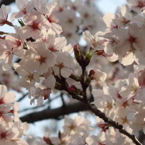 今日の西高とは