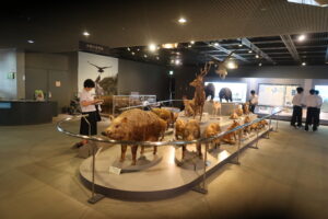 研究・探究ラボⅠ プリマ探究「ひとはく探検」