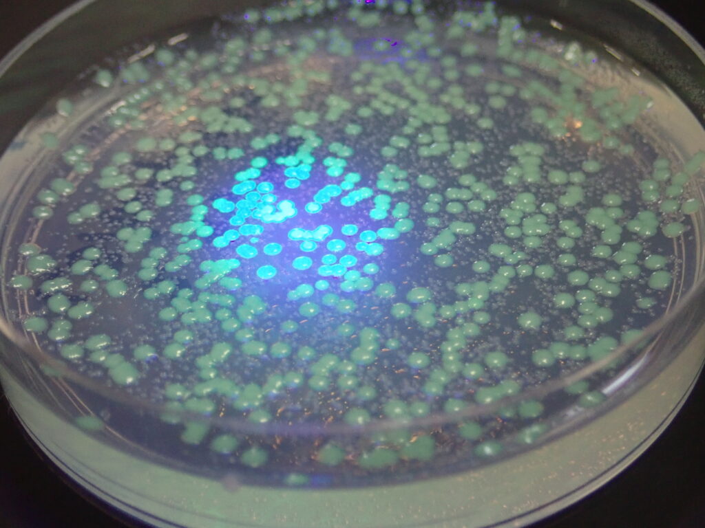 大腸菌を使った遺伝子組換え実験を実施