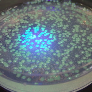 大腸菌を使った遺伝子組換え実験を実施