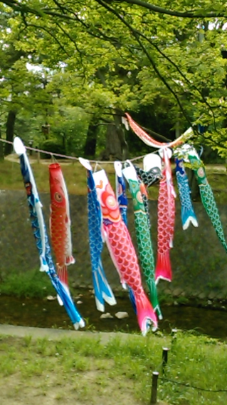 夙川の鯉のぼり